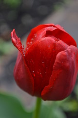tulip
