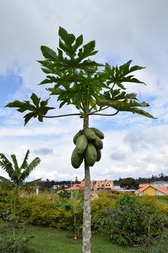 Papayo con papayas