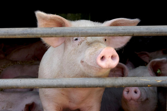 schwein schaut