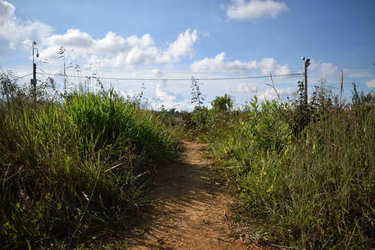 Camino entre arbustos