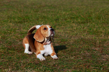 Dog breed beagle