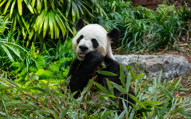 Obraz premium Giant Panda Bear Eating Bamboo
