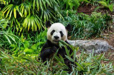 Fototapeta na wymiar Giant Panda Bear Eating Bamboo