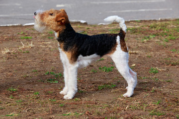 Dog breed Fox terrier