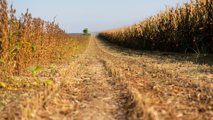 Harvesting of soybean