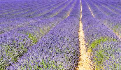 Naklejka premium Lavender field
