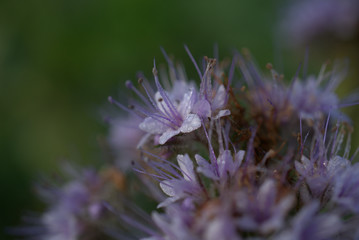 kleine Blümchen mit Tautröpfchen auf der Blüte