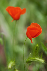 Obraz premium gelincik