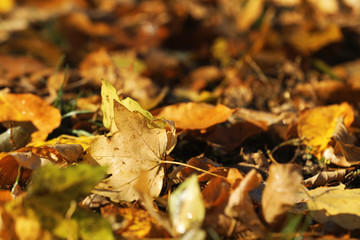 Beautiful autumn foliage on ground as background