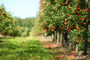 Foto op Plexiglas anti-reflex Prachtig uitzicht op appelboomgaard op zonnige herfstdag © New Africa