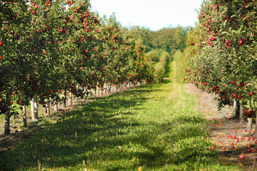 Beautiful view of apple orchard on sunny autumn day