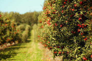 Fototapeta na wymiar Beautiful view of apple orchard on sunny autumn day