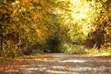 Beautiful view of country road and autumn forest