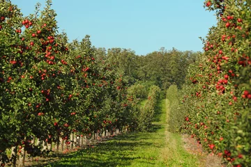 Fototapeten Beautiful view of apple orchard on sunny autumn day © New Africa
