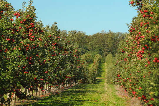 Beautiful view of apple orchard on sunny autumn day