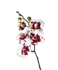 Branch with beautiful tropical orchid flowers on white background