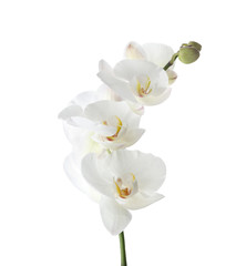 Fototapeta na wymiar Branch with beautiful tropical orchid flowers on white background