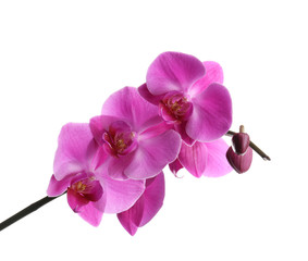 Branch with beautiful tropical orchid flowers on white background