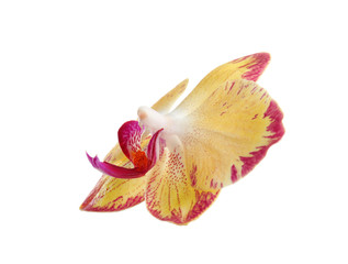 Fototapeta premium Beautiful tropical orchid flower on white background