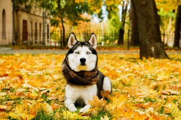 Portrait of funny blue eyed siberian husky with white face, big pointy ears at beautiful park, yellow fallen leaves. Domestic dog on a walk at november outdoors. Background, copy space, close up.