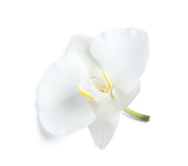 Naklejka na ściany i meble Beautiful tropical orchid flower on white background