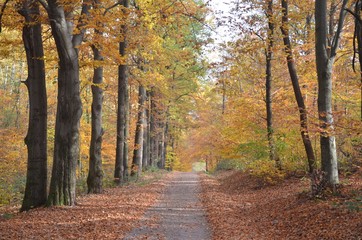 Obraz premium Weg führt durch sonnig herbstlichen Wald