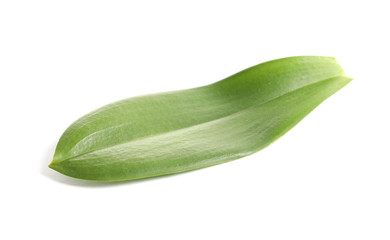 Green orchid leaf on white background. Tropical plant