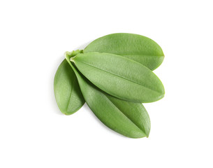 Green orchid leaves on white background, top view. Tropical plant