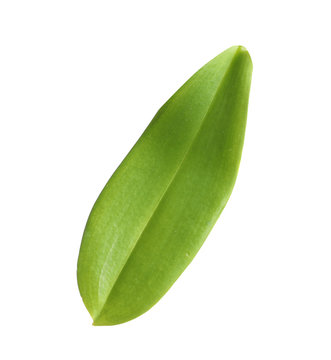 Green Orchid Leaf On White Background. Tropical Plant