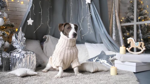 Cute Dog In Knit Sweater Celebrating Christmas At Home