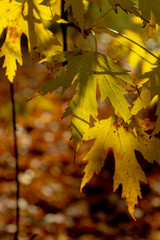 Stem with yellow fall leaves of a sugar maple (Acer saccharum) 
