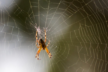 Spinne in einem Spinnentz Kreuzspinne