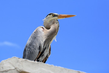 Grand Héron bleu des Galapagos