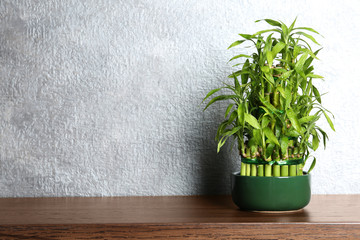 Table with potted bamboo plant near color wall. Space for text