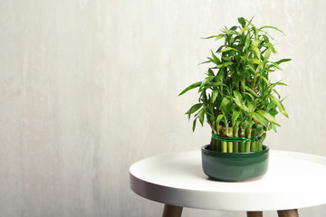 Table with potted bamboo plant near color wall. Space for text