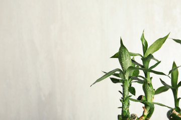 Green bamboo plant with leaves on light background. Space for text
