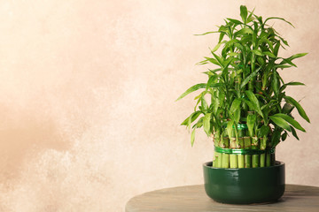 Table with potted bamboo plant near color wall. Space for text