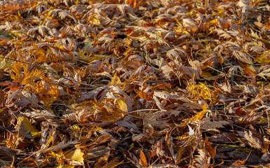 Autumn leafs colourful autumn leafs image as background