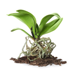 Orchid plant with soil on white background