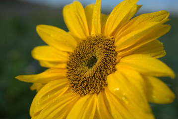 Sonnenblume lächelt die Sonne an