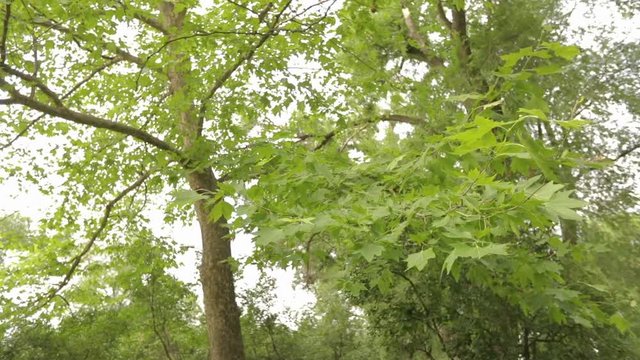 Big maple in the park, green big maple, Maple leaves sway in the wind