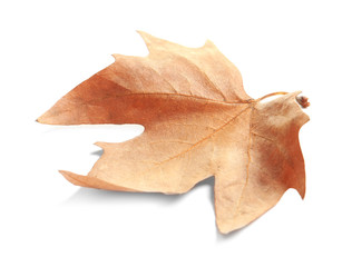 Naklejka premium Beautiful autumn leaf on white background. Fall foliage