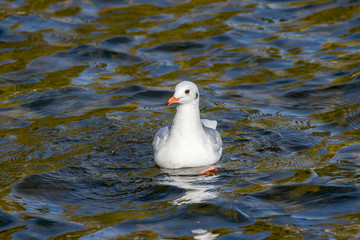  one white seagull swinging on the waves