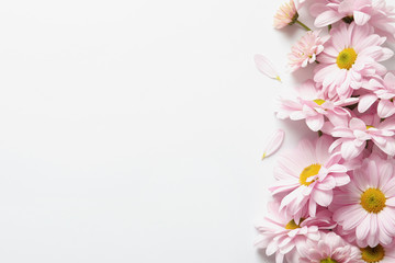 Naklejka na ściany i meble Beautiful and delicate chamomile flower on white background