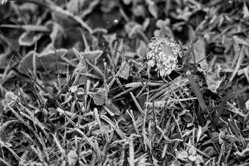 Frozen flower