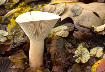 Mushrooms in the forest, photographed in the Czech Republic, Europe
