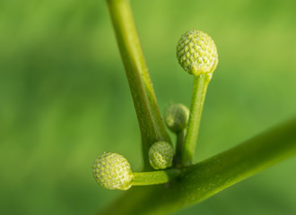 Green plant stem with some buds on it