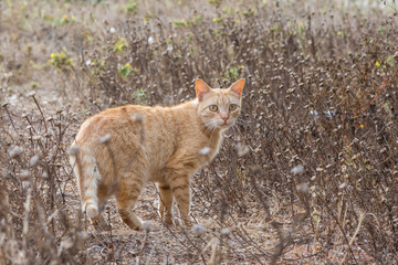 A yellow cat in a field of sere plants
