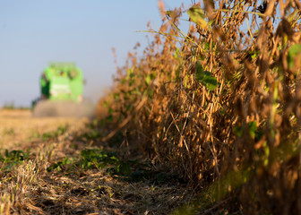 Harvesting of soybean