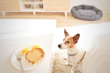 Jack Russell looking at the breakfast